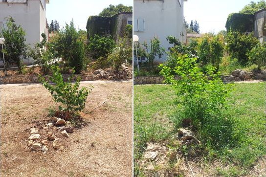 blackberry tree growing in the front yard