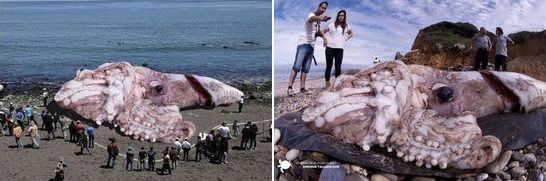A hoax about a giant squid that washed to shore has been exposed