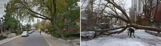 Toronto Ice Storm 2013-2014. Poor Tree and Car.